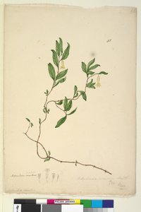 Strana 43. Billardiera scandens, c.1803-06 (wc, pero, inkoust a tužka) od John William Lewin