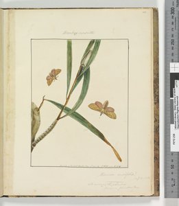 Strana 43. Talíř 11 Bombyx Nasuta, 1803-04 (ručně kolorované lepty) od John William Lewin