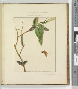 Strana 47. Talíř 12 Clisiocampa Lewinae Bombyx Lewinae, 1803-04 (ručně kolorované lepty) od John William Lewin