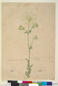 Strana 48. Actinotus Helianthi, c.1803-06 (wc, pero, inkoust a tužka) od John William Lewin