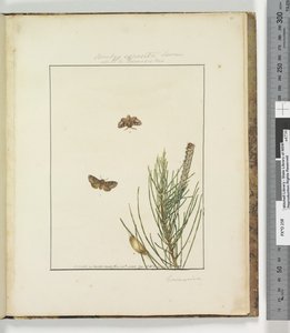 Strana 51. Deska 13 Bombyx Exposita Lewin spojena s..., 1803-04 (ručně kolorované leptané tisky) od John William Lewin
