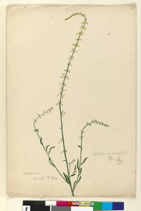 Strana 51. Stackhousia, c.1803-06 (wc, pero, inkoust a tužka) od John William Lewin