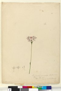 Strana 63. Burchardia umbellata, c.1803-06 (wc, pero, inkoust a tužka) od John William Lewin