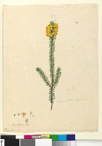 Strana 73. Dillwynia rubis?, c.1803-06 (wc, pero, inkoust a tužka)