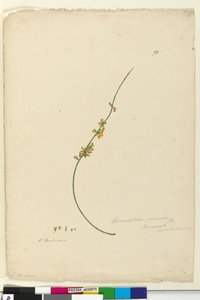 Strana 75. Sphaerolobium vimineum, c.1803-06 (wc, pero, inkoust a tužka) od John William Lewin