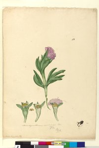 Strana 82. Mesembryanthemum aequilaterale, c.1803-06 (wc, pero, inkoust a tužka) od John William Lewin