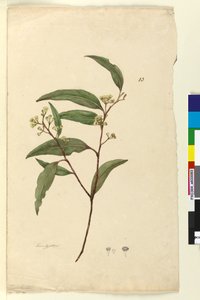 Strana 83. Eucalyptus, c.1803-06 (wc, pero, inkoust a tužka) od John William Lewin