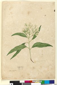 Strana 84. Eucalyptus paniculata, c.1803-06 (wc, pero, inkoust a tužka) od John William Lewin