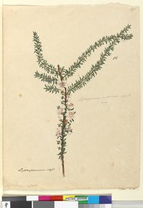 Strana 86. Leptospermum scoparium, c.1803-06 (wc, pero, inkoust a tužka) od John William Lewin