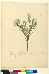 Strana 92. Melaleuca linariifolia, c.1803-06 (wc, pero, inkoust a tužka) od John William Lewin