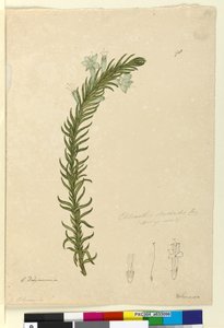 Strana 98. Chloanthes stoechadis, c.1803-06 (wc, pero, inkoust a tužka) od John William Lewin