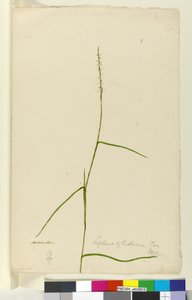 Strana 9. Lepturus cylindricus, c.1803-06 (wc, pero, inkoust a tužka) od John William Lewin