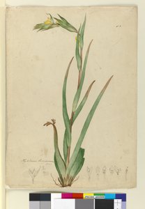 l. Phylidrum lanuginosum, c.1803-06 (wc, pero, inkoust a tužka) od John William Lewin