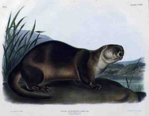 Lutra Canadensis nebo Lataxina Mollis (Canada Otter), deska 122 z „Čtvernožců Severní Ameriky“, vyryl John T. Bowen (1801-c.1856) od John Woodhouse (after) Audubon