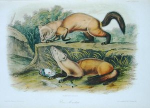 Pine Marten, deska 138 z 