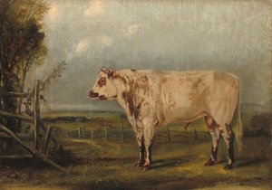 Mladý býk, c. 1849.