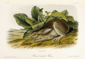 Zajíc černoocasý, kolem 1849-1854