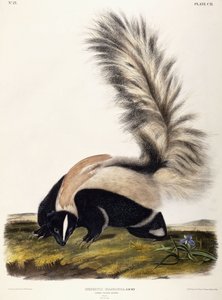 Skunk s velkým ocasem, 1846