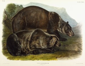 Samec medvěda grizzly, 1848 od John Woodhouse Audubon