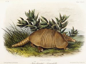 Pásovec devítipásý, 1849-1854 od John Woodhouse Audubon