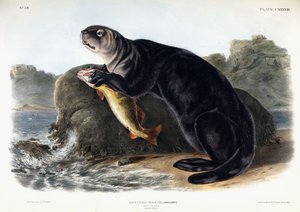 Mořská vydra, mladý samec, 1848