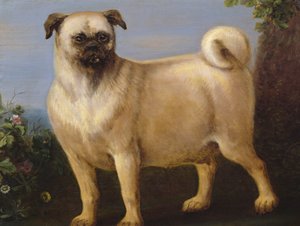 Mops v krajině