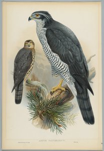Astur Palumbarius - Goshawk, kreslil J. Wolf, ryl H. C. Richter