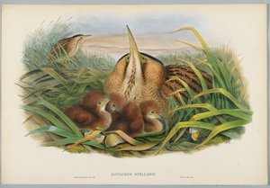 Botaurus Stellaris - Bittern, ryl H. C. Richter