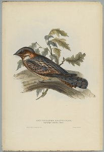 Caprimulgus Ruficollis od John after Gould