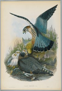 Falco Aesalon - Merlin, kreslil J. Wolf, ryl H. C. Richter