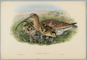 Numenius Arquata - Curlew, ryl H. C. Richter