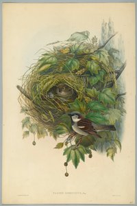 Passer Domesticus - Vrabec domácí, vyryl H. C. Richter