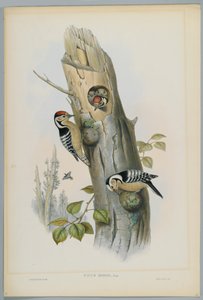 Picus Minor - strakapoud malý, vyryl H. C. Richter
