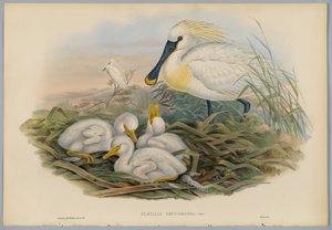 Platalea Leucorodia - Spoonbill and Young, ryl H. C. Richter