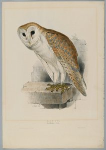 Strix Flammea - Sova pálená