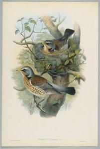 Turdus Pilarus - jalovec jalovcový, ryl H. C. Richter