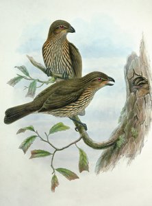 Ailuroedus Dentirostris, kočkodan zubatý