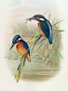 Alcedo Ispida, deska z 