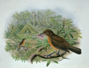 Amblyornis Inornatus, Vogelkop zahradník Bowerbird