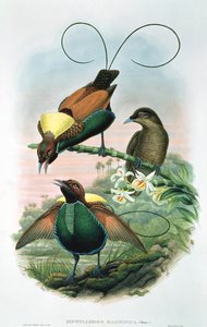 Diphyllodes magnificus
