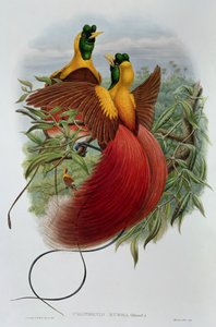 Uranornis Rubra
