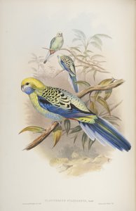 Platycerus cyanogenus, z knihy The Birds of Australia od Johna Goulda, 1840 od John and Richter Gould