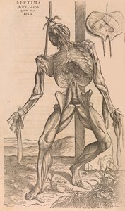 De humani corporis fabrica of the Structure of the Human Body, 1555. od John of Calcar