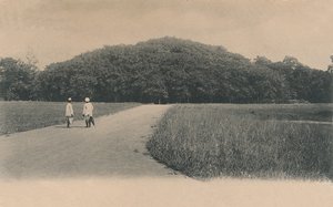 Banyan Tree, Botanická zahrada. Kalkata, 1906.