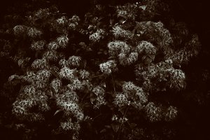 The Goodwood Estate v Západním Sussexu, Velká Británie, 2019 (foto) od Jon Nicholson