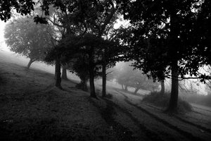 The Goodwood Estate v Západním Sussexu, Velká Británie, 2019 (foto) od Jon Nicholson