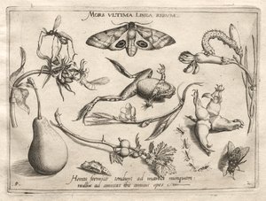 Archetypy a studie: Smrt je čára, která označuje konec celé části II, deska 5, 1592. od Joris Hoefnagel