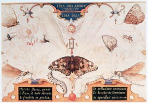 Diptych s květinami a hmyzem, 1591. od Joris Hoefnagel