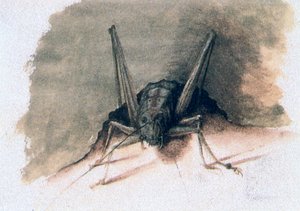 Zelená kobylka, 16. století od Joris Hoefnagel