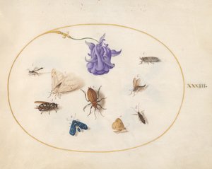 Hmyz, kolem 1575-80 od Joris Hoefnagel